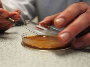 Supporting image for story: Research into potential Covid-19 antiviral treatments ‘cannot be rushed’