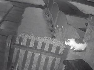 Supporting image for story: Man charged with animal cruelty after dog kills pet cat