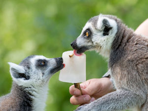 Supporting image for story: West Midlands Safari Park animals keep cool with tasty treats during heatwave