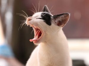 Supporting image for story: Andy Richardson: Beware of those devilish cats when going about your day