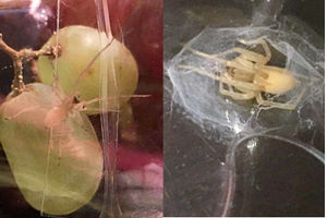 Supporting image for story: There's a spider in my grapes! Surprise find in supermarket snack