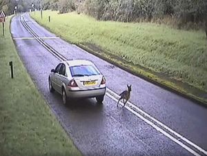 Disaster averted and the straggler is off