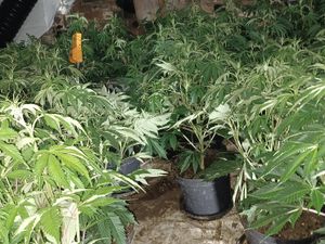 Supporting image for story: Police discover cannabis farm in West Bromwich