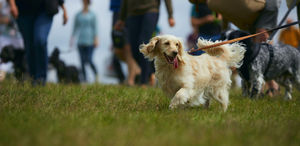 DogFest. All pictures from: https://dog-fest.co.uk/cheshire