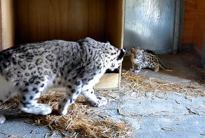 CCTV cameras show precious early moments between mum Nubra and her adorable newborn. Photo: Chester Zoo