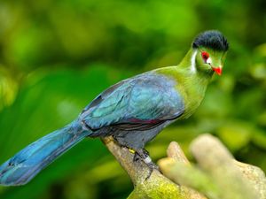 Supporting image for story: Rare bird escapes from aviary in Wolverhampton