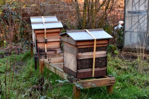 Beehives at Riverside House, Stourbridge