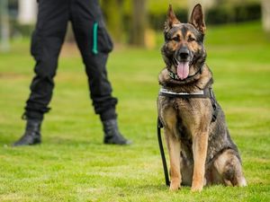 Supporting image for story: Police dog sniffs out stabbing suspects half a mile away from knife fight