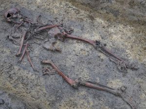 Supporting image for story: 50 Viking Age skeletons discovered in Denmark