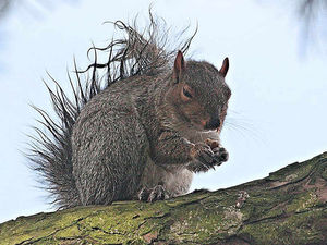 Supporting image for story: Nutty look of punk squirrel