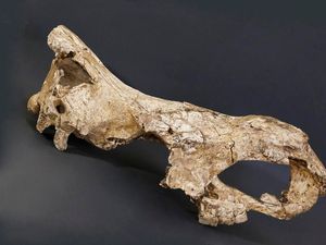 Supporting image for story: ‘Game-changer’ as genetic data retrieved from 1.7 million-year-old rhino tooth