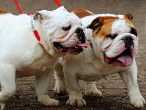 Supporting image for story: Take Your Dog To Work Day is possibly the best thing to come out of these past few weeks