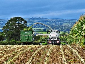 Supporting image for story: Shropshire's summer heatwave brings a tale of two harvests
