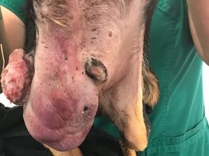 Supporting image for story: RSPCA officer shares story of finding two dogs in desperate need of help after owner gets 20 year dog ban