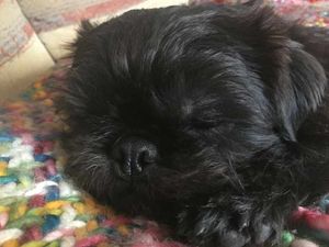 Supporting image for story: Kipping canines caught on camera