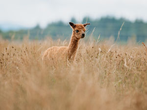 Supporting image for story: Newport Alpaca farm 'would 'provide an economic benefit' to the area
