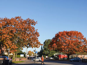 Supporting image for story: Beautiful photos capture autumn scenery in Market Drayton as vibrant greens of summer fade