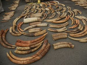 Supporting image for story: DNA testing of elephant ivory reveals tactics of criminal networks
