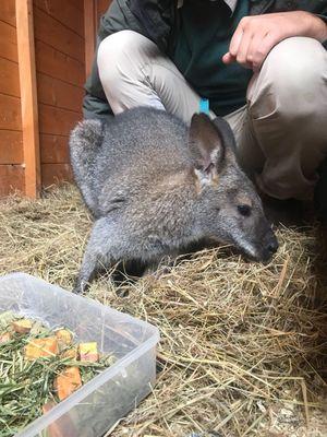 Holly back at the zoological park