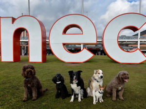 Supporting image for story: Crufts 2019: 20 barking mad facts about the Birmingham event