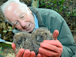 Supporting image for story: Market Drayton neighbours join forces for a hedgehog haven