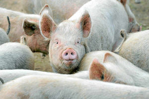 Supporting image for story: Plans for Shropshire pig farm with 2,000 animals put forward