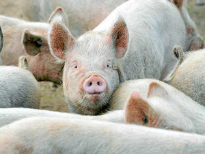 Supporting image for story: Plans for Shropshire pig farm with 2,000 animals put forward