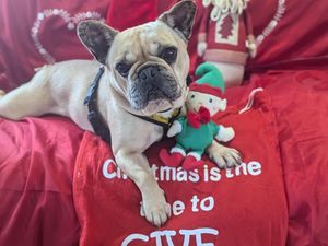 Supporting image for story: Appeal for homes for dogs ahead of the festive season