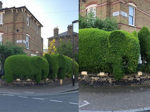 Supporting image for story: A Londoner shaped his hedges into elephants and the internet loves his work