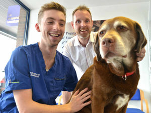 Supporting image for story: Blood donor dog Blaze is Whitchurch vets' star pet