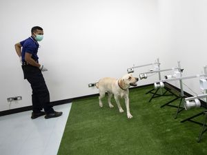 Supporting image for story: Thailand calls in canine squad to sniff out coronavirus cases