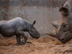 Supporting image for story: Rare baby rhino born at Chester Zoo