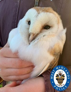 Wellings had been illegally trading owls for at least four years, police said