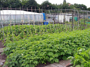 Supporting image for story: Plans for allotment sites at new homes