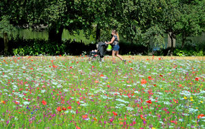Enjoying a walk along the colourful wild flowers at Walsall Arboretum