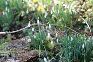 Snowdrops at Dudmaston Hall