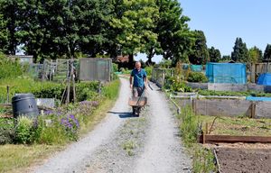 Committee member John Tanner at Leegomery Allotments
