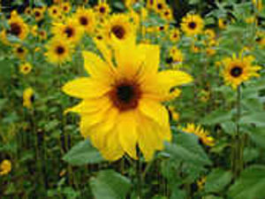 Supporting image for story: Calling all gardeners!