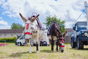 Emma’s Donkeys Llanidloes