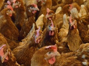 Supporting image for story: Chicken farm plans approved by council