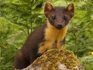 Supporting image for story: Talk on pine martens at Friends of Mortimer Forest annual meeting 