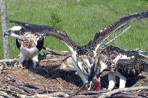 Supporting image for story: Odd items found in Mid Wales Osprey nest