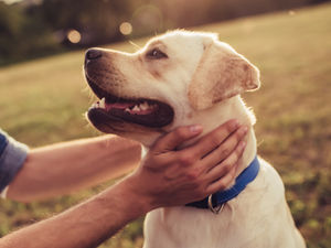Supporting image for story: £100 fines planned to stop dog fouling in Telford
