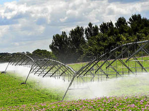 Supporting image for story: Shropshire farmers resolute in face of drought fear