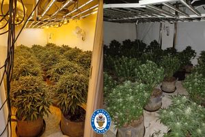 100 cannabis plants were seized from the property in Wolverhampton