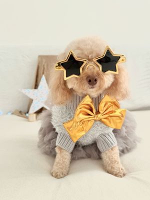 Roxy as a Star from Northumberland. 