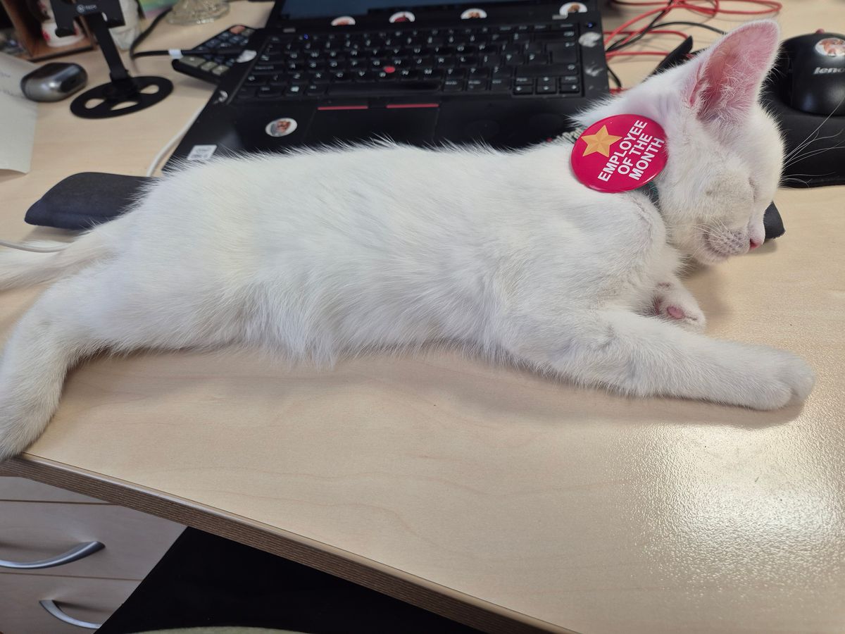 Telford & Wrekin kitty wins Employee of the Month