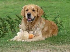 Supporting image for story: Meet your cute dogs