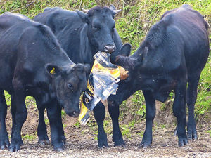 Supporting image for story: Shropshire vet warns of dangers to cattle from rubbish left by litterbug