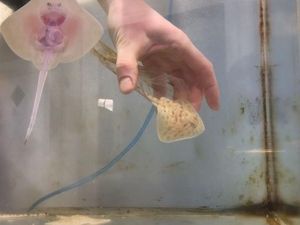 Supporting image for story: Premature baby ray ‘hatches’ after two months in a plastic sandwich bag